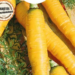 carotte jaune obtuse du doubs